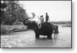 Непал. Королевский парк Читван. Купание слона.